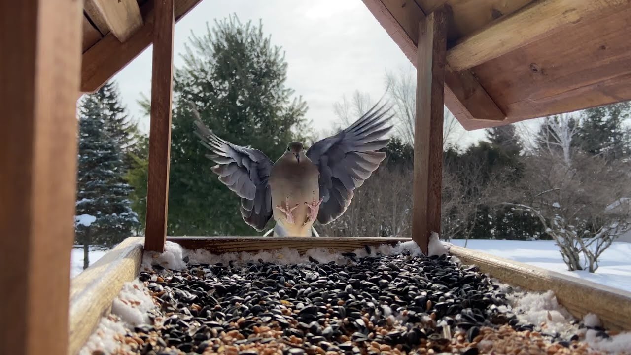SATURDAY MORNING BIRDS 🐦 NATURAL SOUNDS ✨ EASTERN ONTARIO - FEB 7, 2026