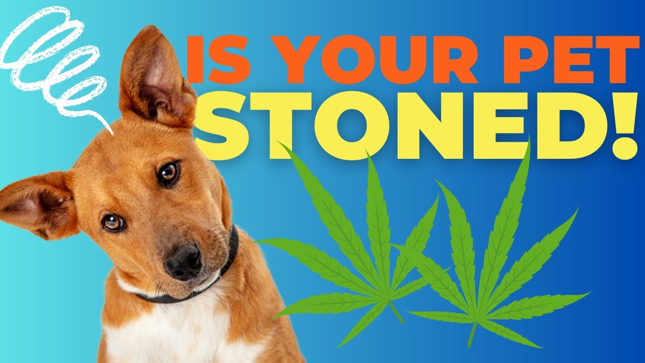 Identifying Marijuana Poisoning in Pets