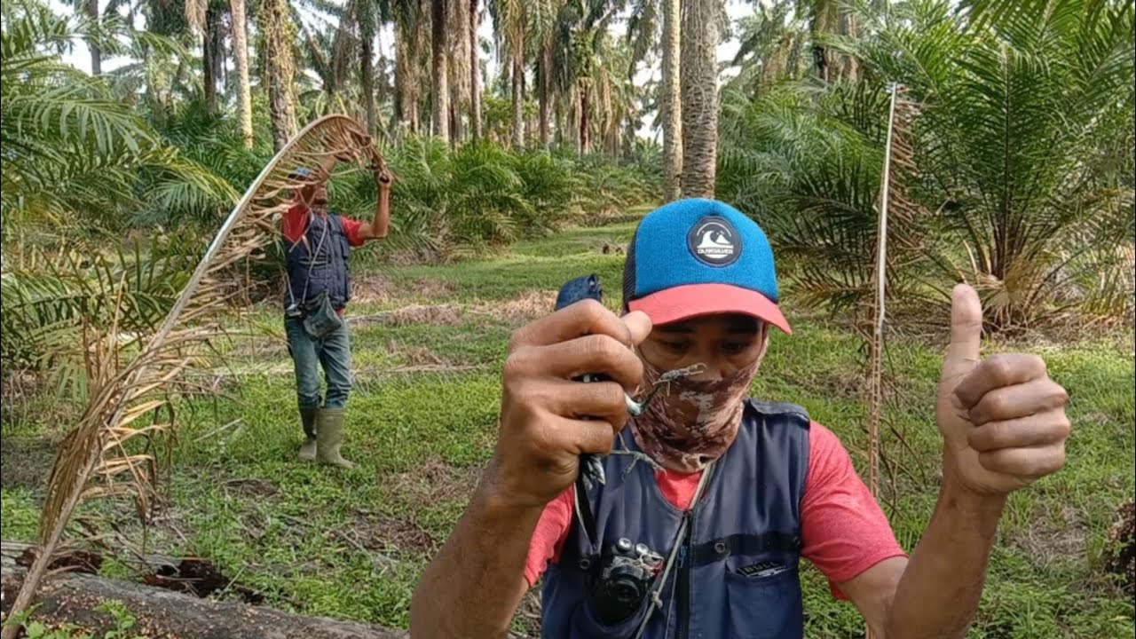 VIRAL !! Mikat burung Kacer tanpa pikat. NO EDIT?