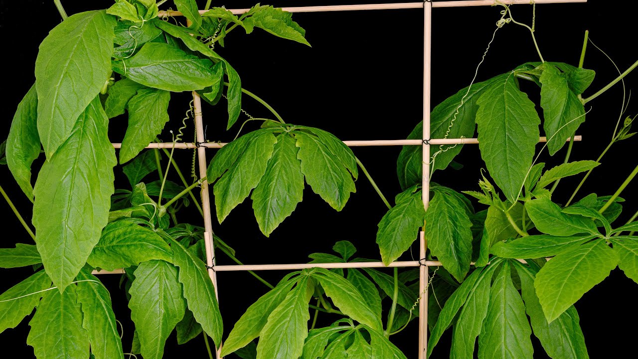 Part 2 - Caigua / Achocha plant growing (51 days)