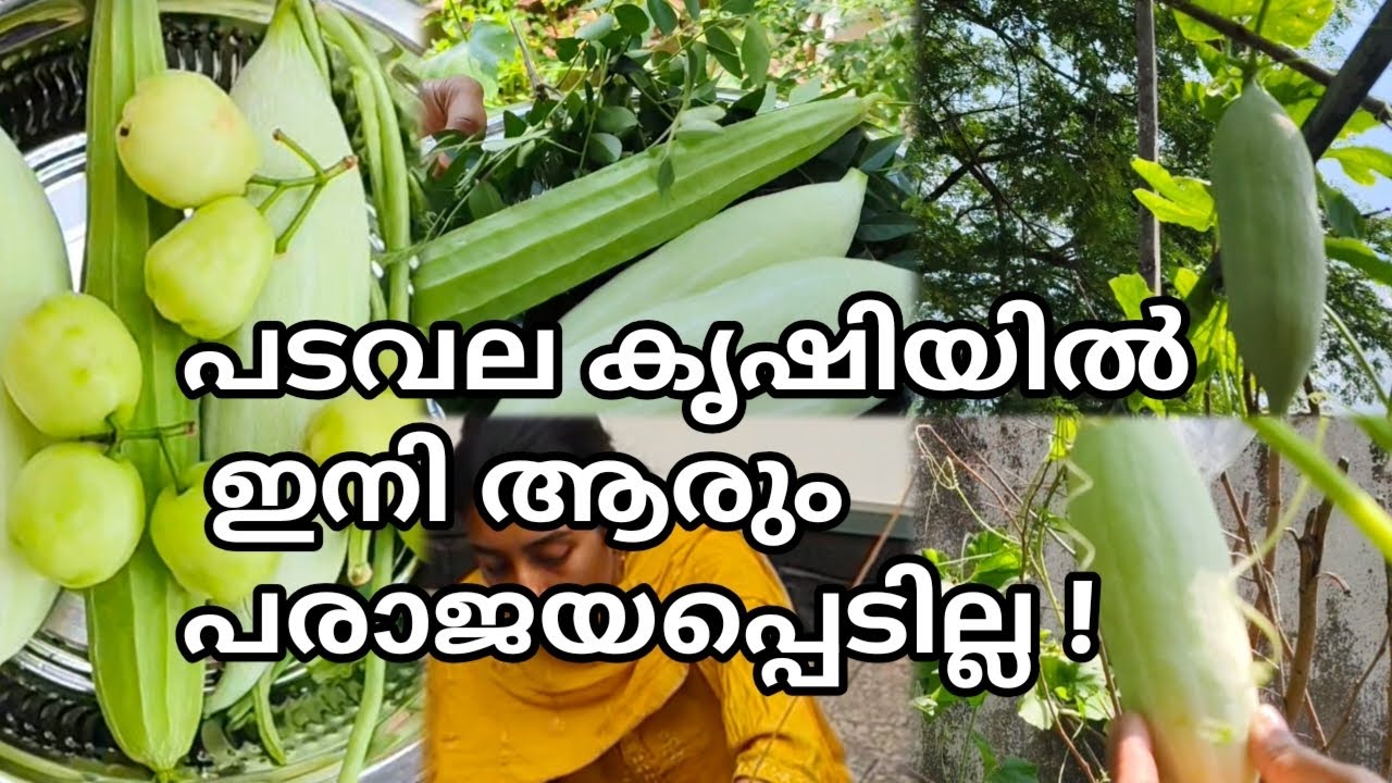 ഇങ്ങനെ ചെയ്താൽ പടവലം കൃഷി ഒരിക്കലും പരാജയമാകില്ല