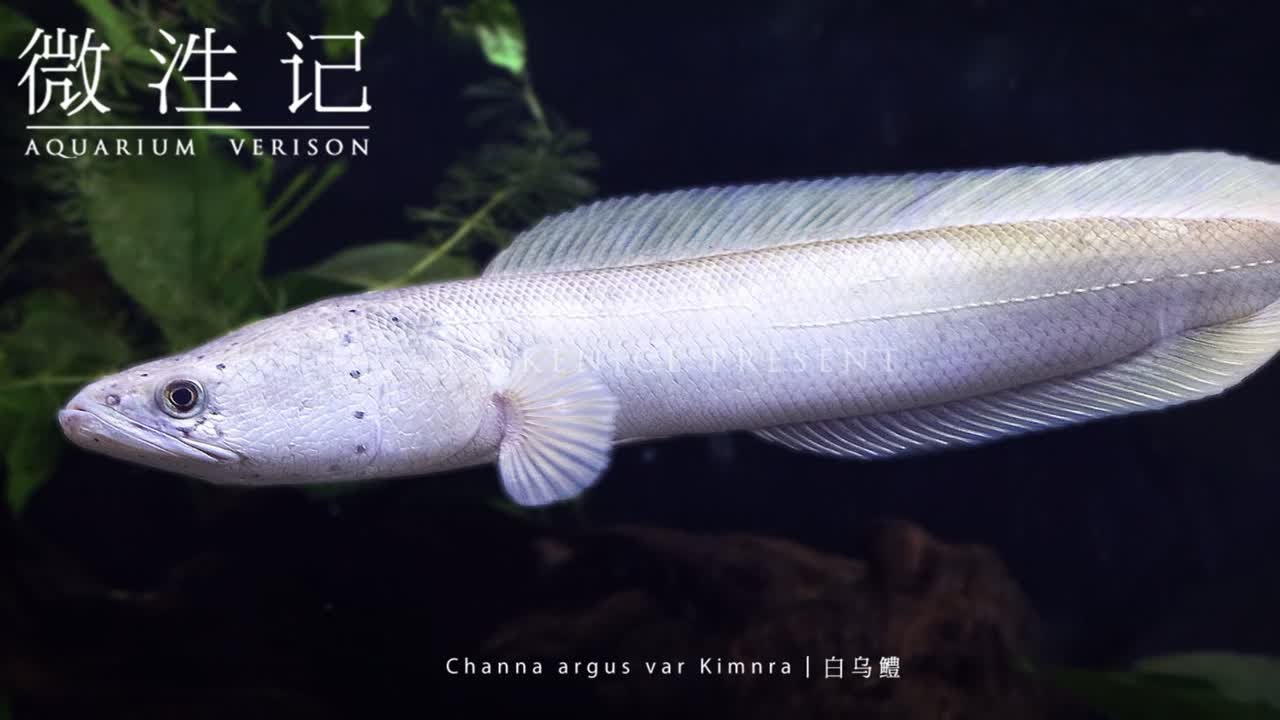 【微泩记41】纯白暴君：白乌鳢