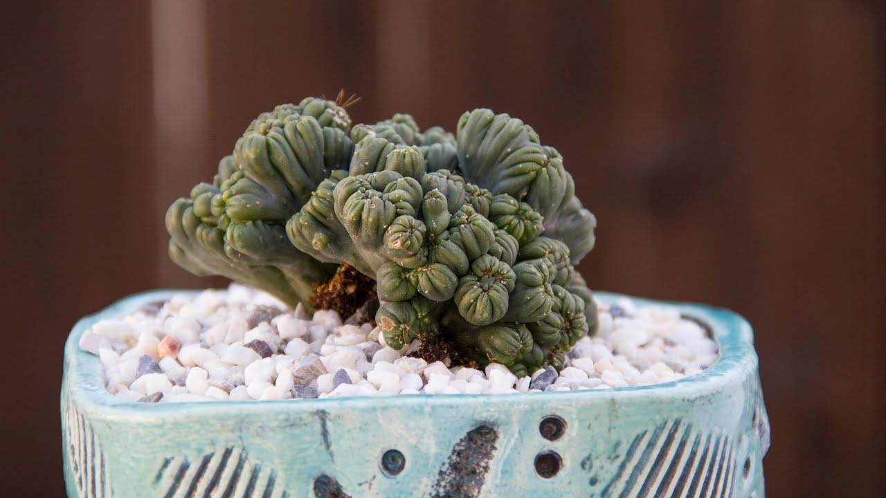 Cereus forbesii monstrose