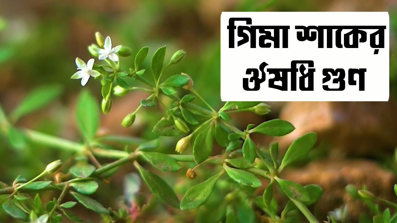 গিমা শাকের ভেষজ গুণ || গিমা শাক || Glinus Oppositifolius || ডিমিশাক || তিতাজিরা শাক || উষ্ণসুন্দরা