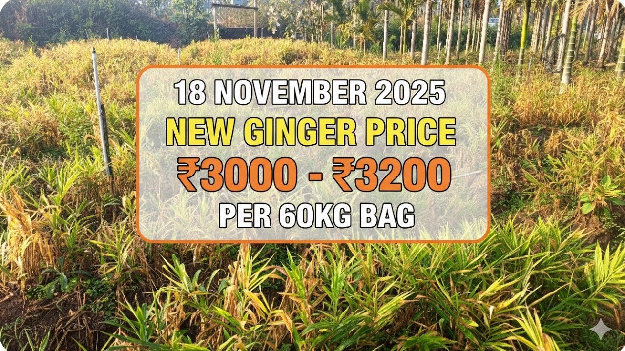 Ginger Price SHOOTS UP! 🔥 60KG Bag at ₹3000-₹3200 | Price Forecast 2025