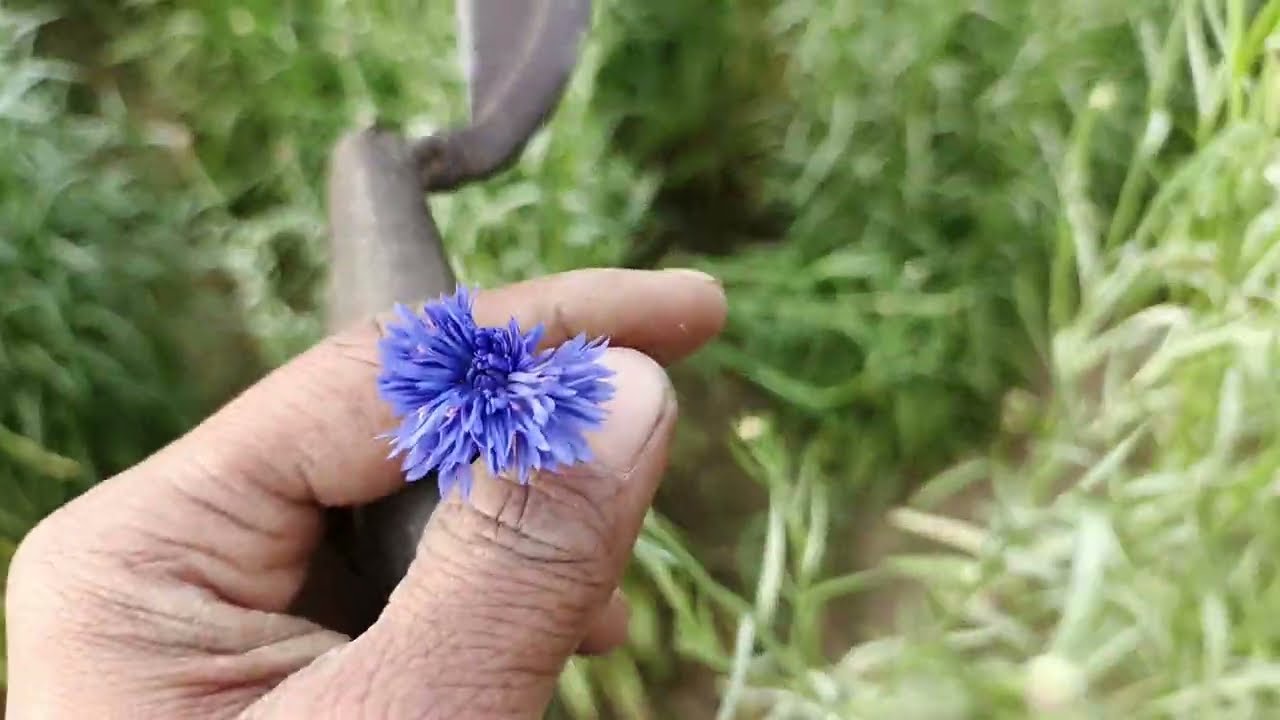 नई खेती फूल की बहुत ही अच्छी बिजनेस