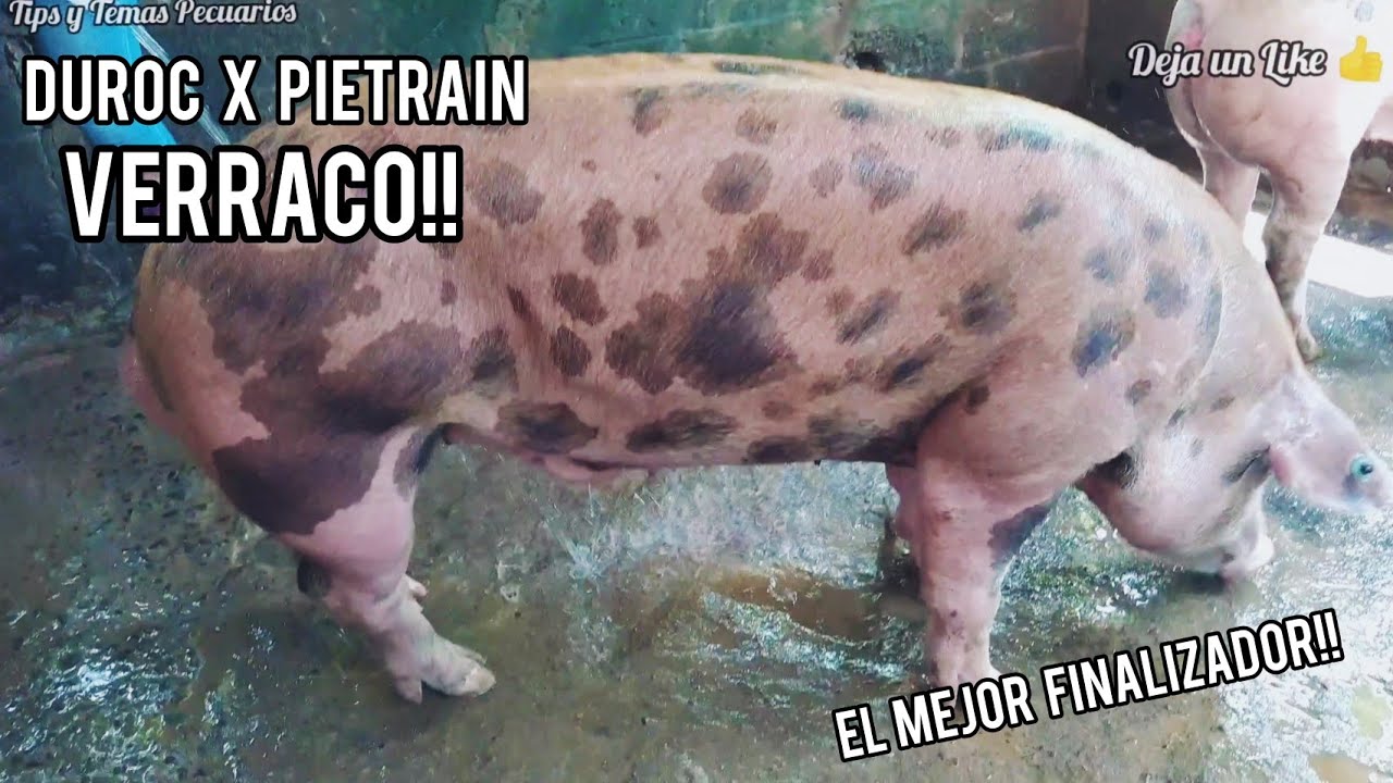 VERRACO Finalizador DUROC X PIETRAIN execelente Reproductor!!!