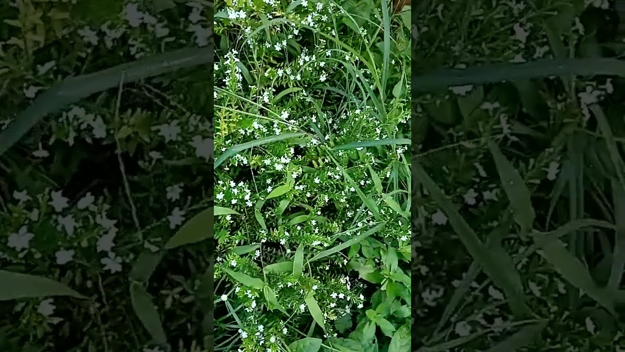White Flowers💐