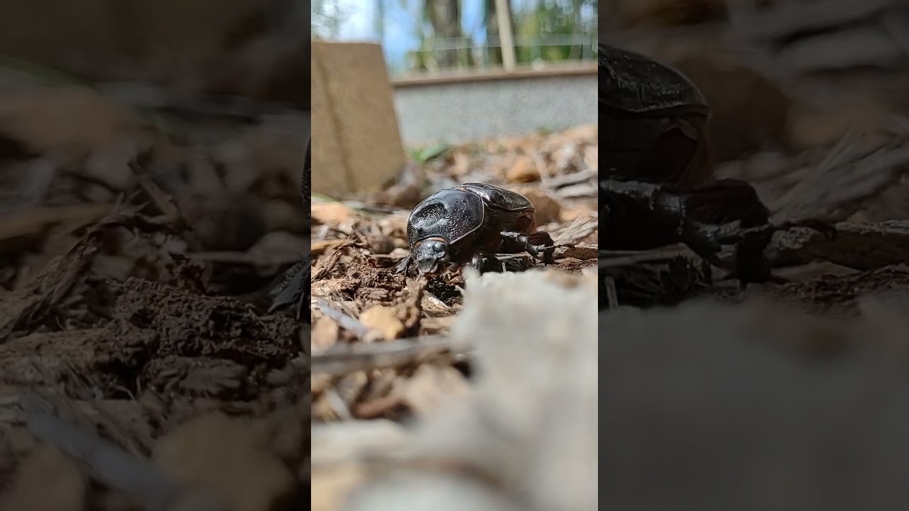 Strategus aloeus??? In MY Community Garden???