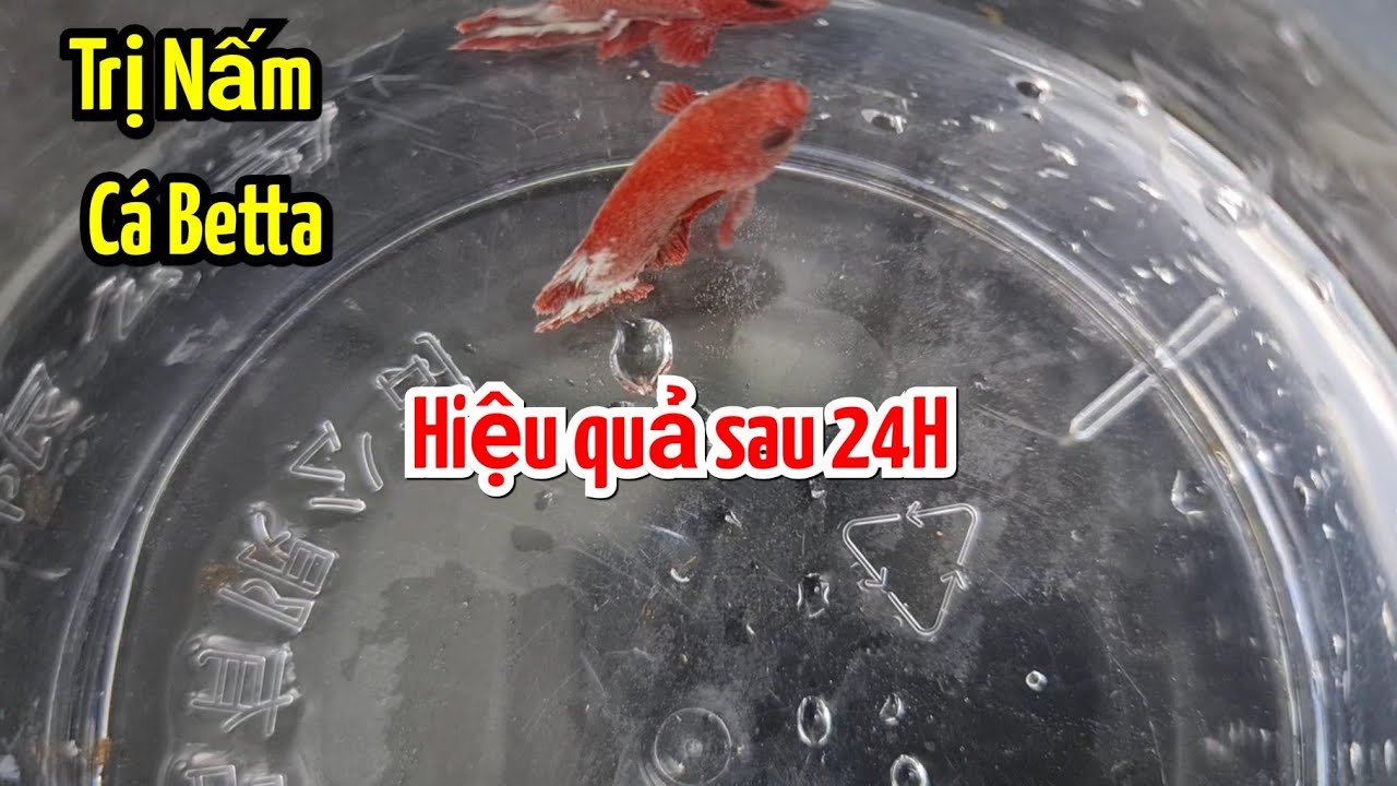 Trị Nấm cá Betta, đơn giản hết bệnh sau 24H |THANH HẢI BETTA|
