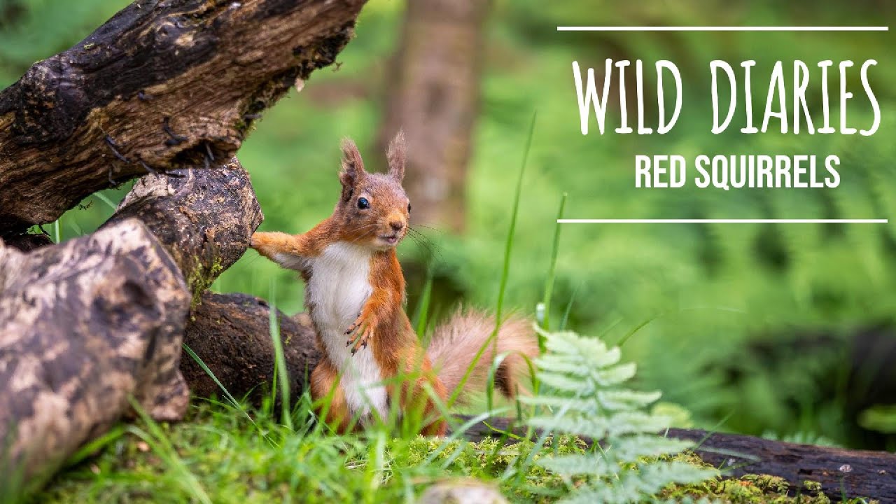 Yorkshire Dales Red squirrels