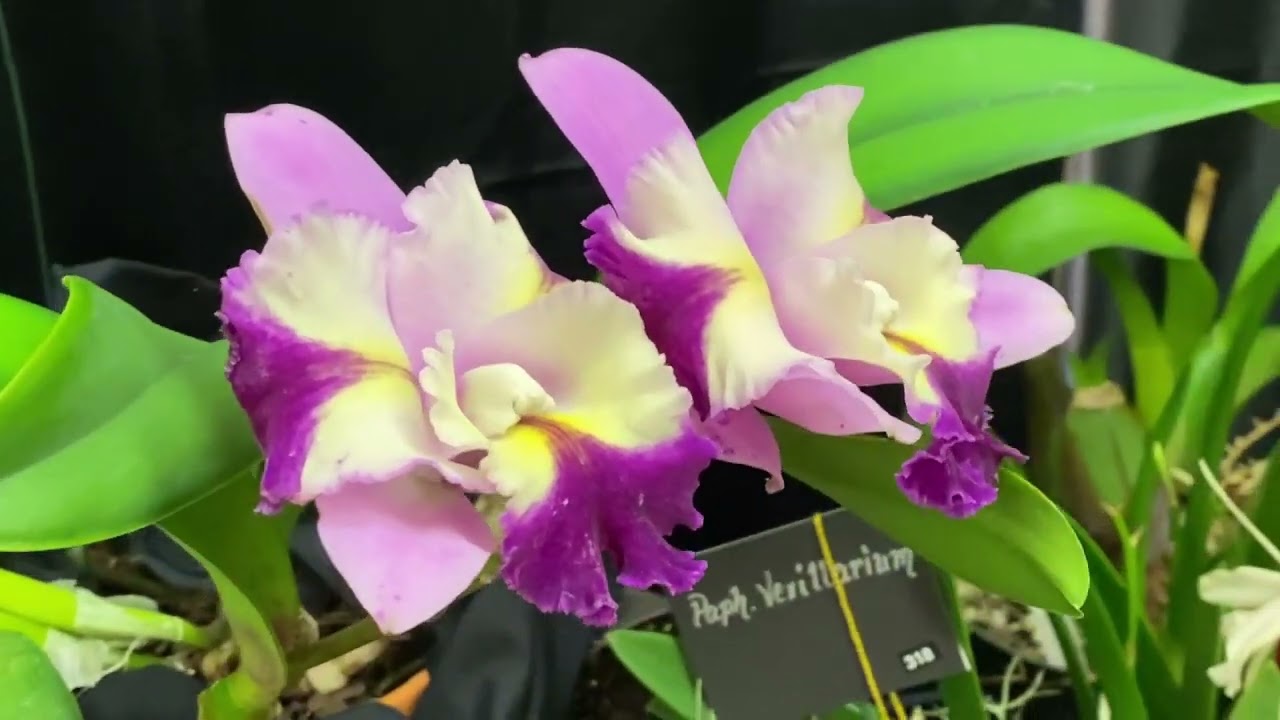 Fall For Orchids | September 2024