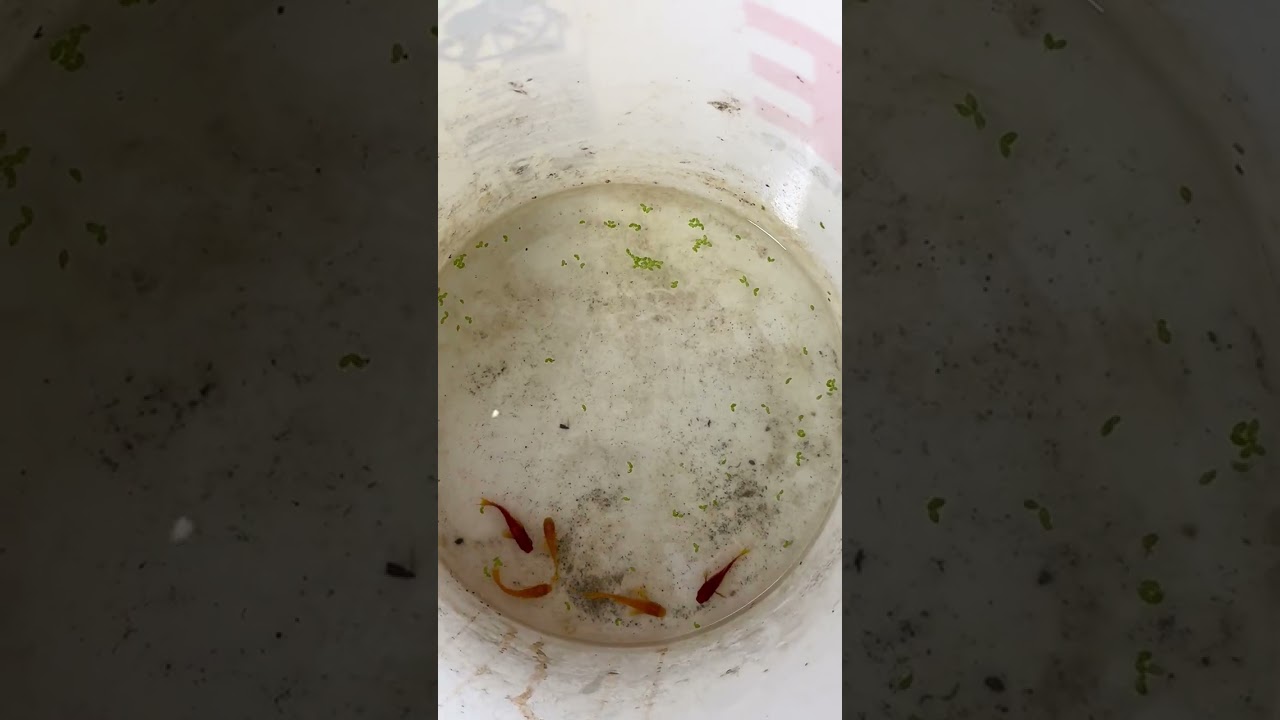 unboxing new fish and Drip Acclimation