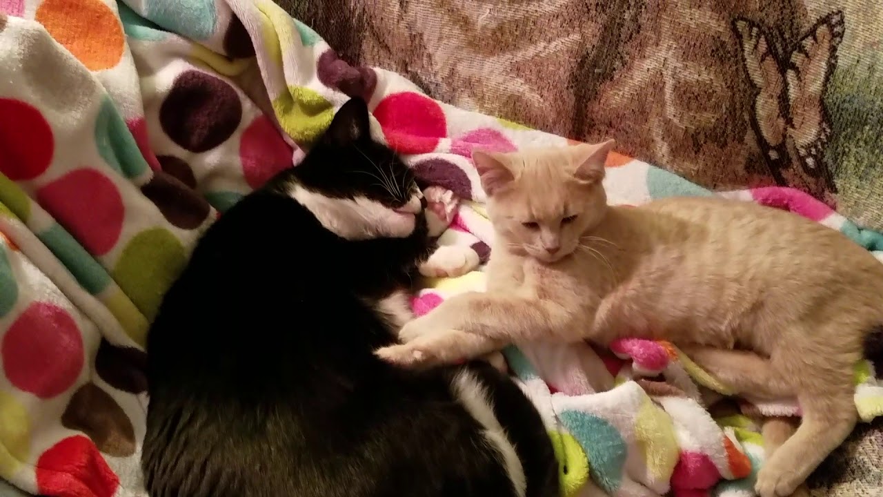 New kitten found soft spot in Grumpy cat