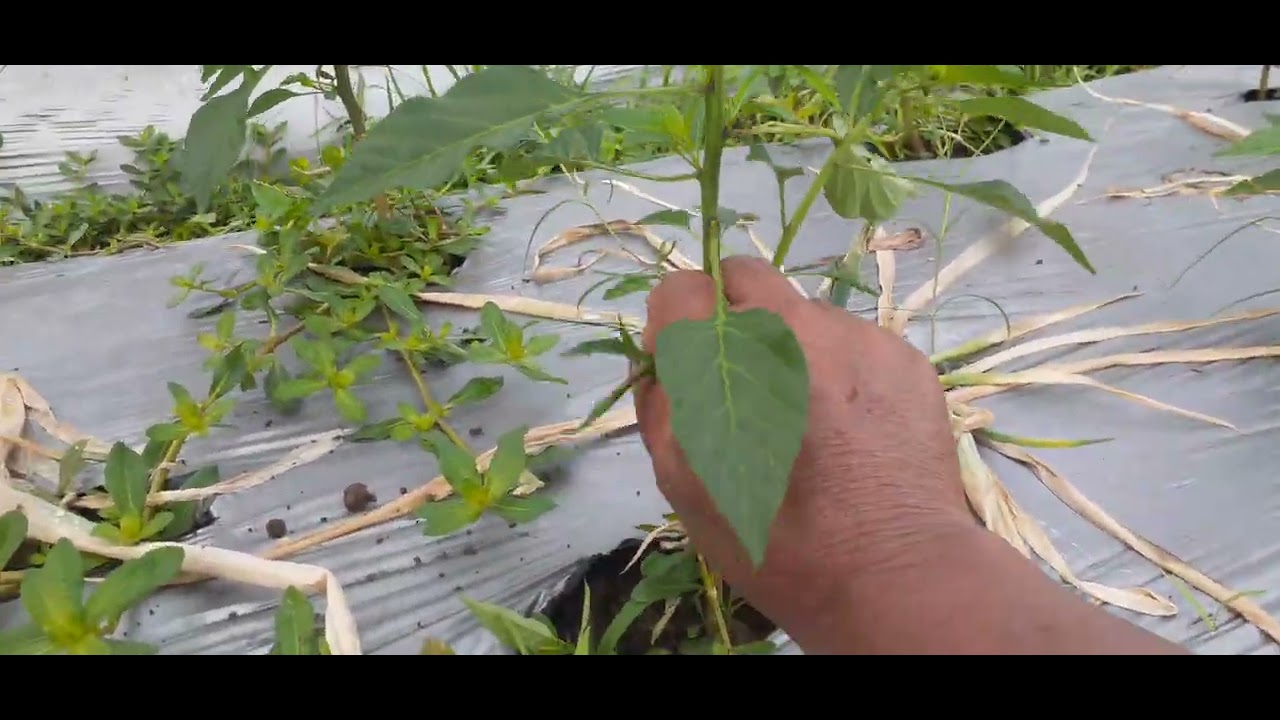 Cara memotong tunas cabei rawit ijo 