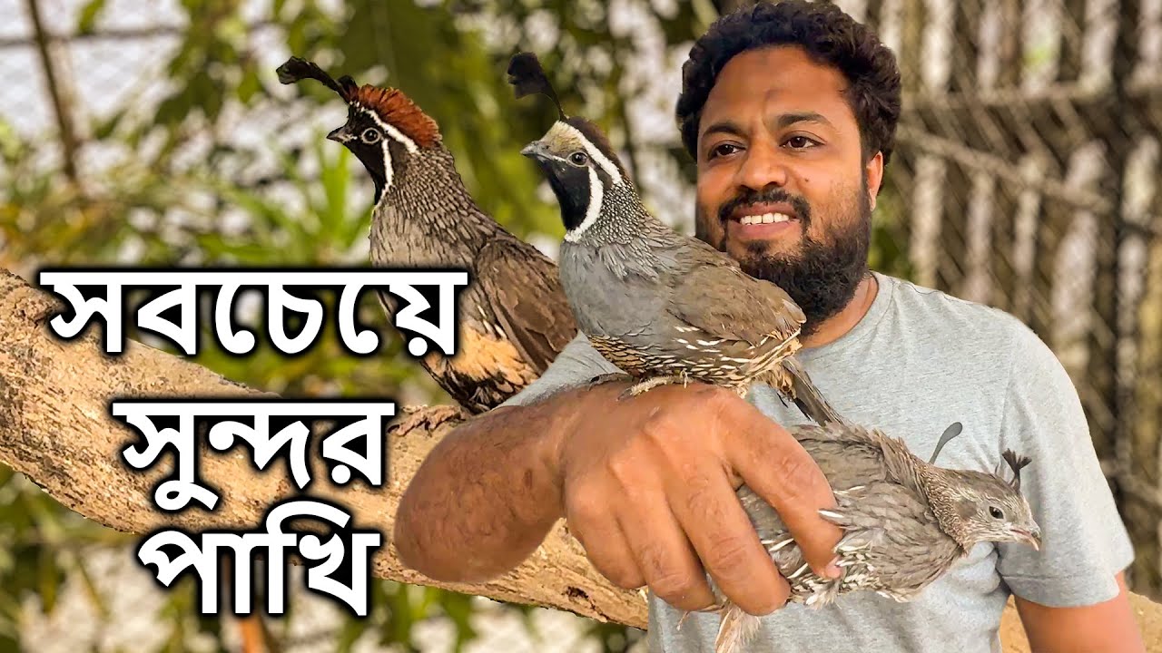 সবচেয়ে সুন্দর পাখি এনেছি Mini Zoo তে