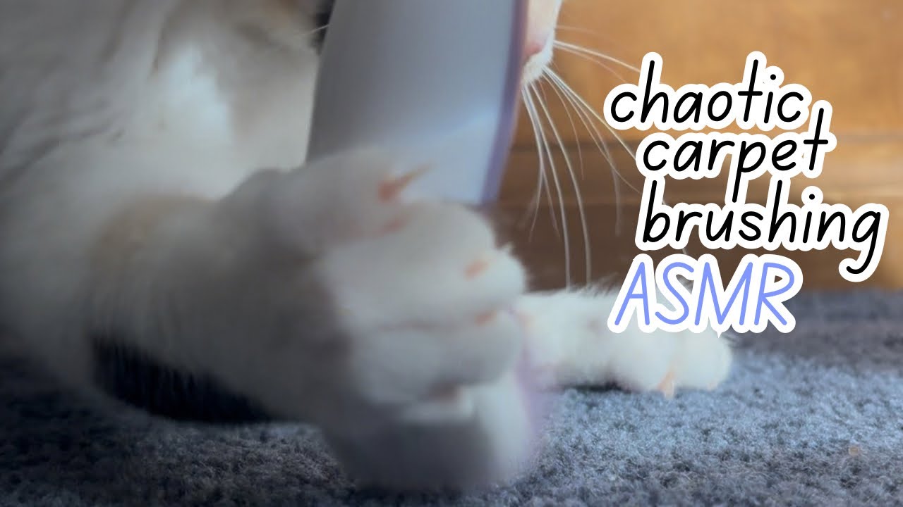 Chaotic Carpet Brushing ASMR Featuring My Cat (Lofi ASMR!)