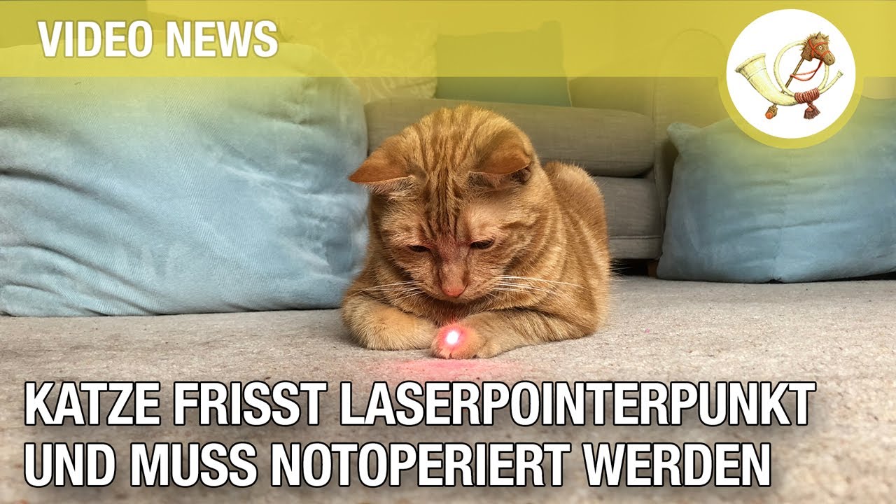 Katze frisst Laserpointerpunkt und muss notoperiert werden