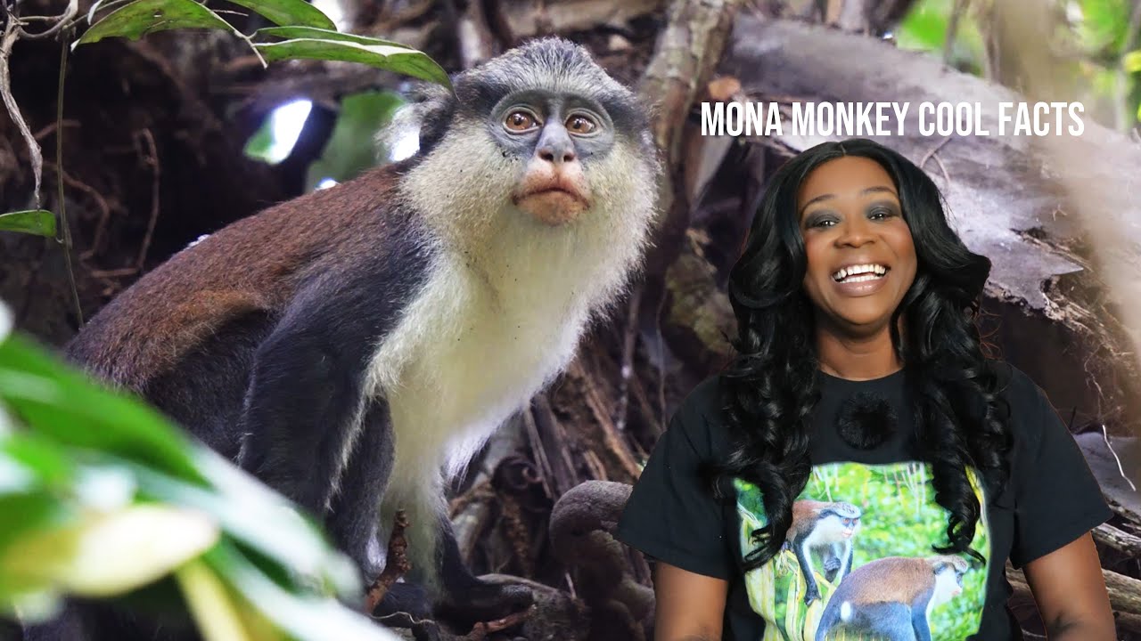 Cool Animal Facts: Mona Monkey