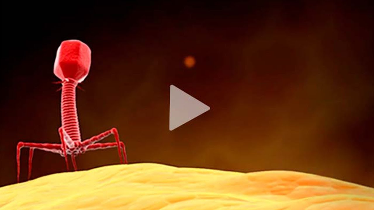Host cell proteins (HCPs) in bacteriophage products | HCP analysis | Phages