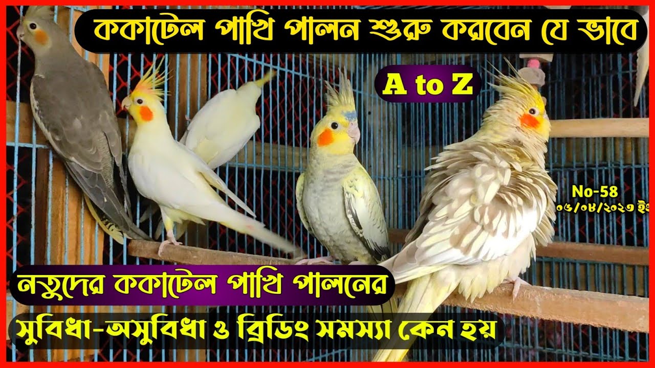 ককাটেল পাখি পালন শুরু করবেন যেভাবে || নতুনদের ককাটেল পালনের সুবিধা অসুবিধা ও ব্রিডিং সমস্যা কেন হয়