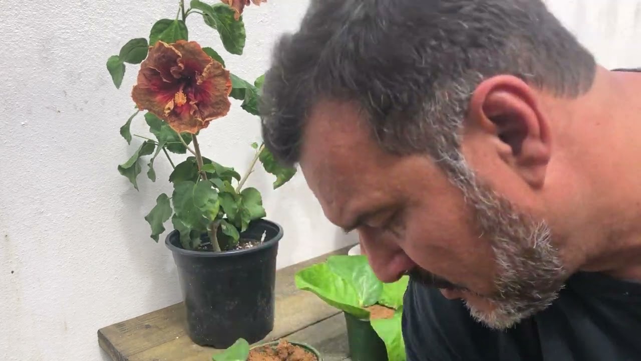 Propagación por esquejé foliar de hibiscus