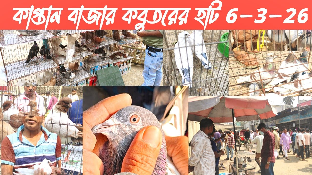  6-3-2026 কাপ্তান বাজার কবুতরের হাট 🕊️, Kaptanbazar kobutor hat, #kaptan_bazar_kobutor_hat #kabutar