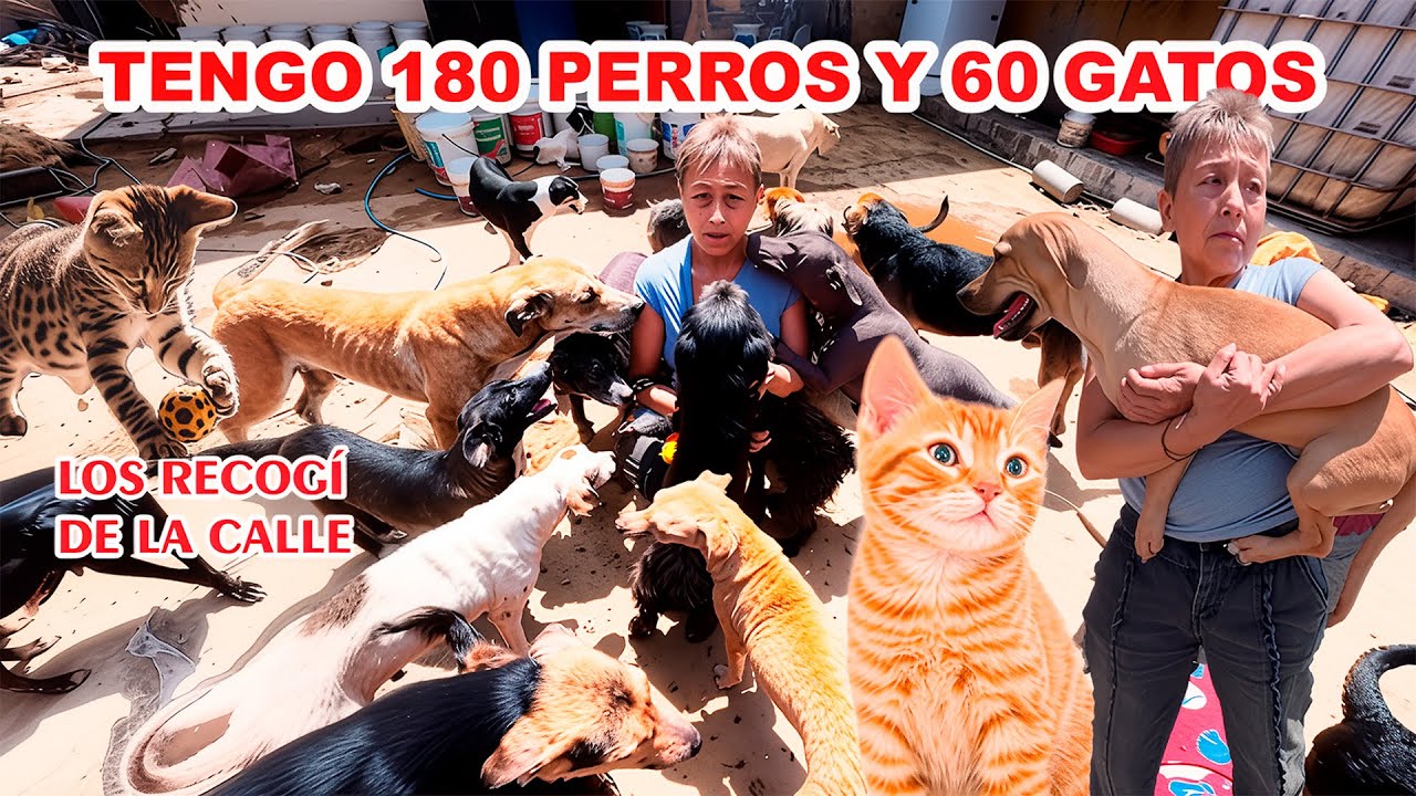 Doña Ana Rescató 180 Perros y 60 gatos de la calle. Mira el esfuerzo que realiza para cuidarlos.