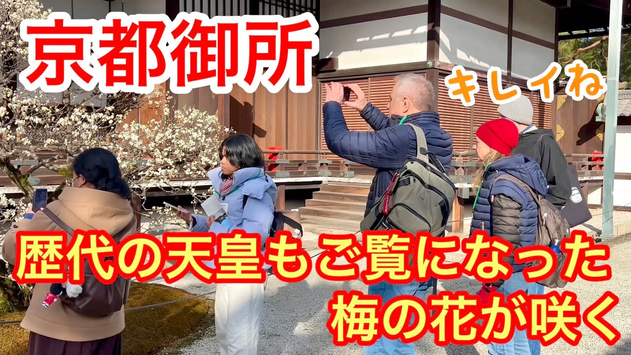 2026年2月11日 【外国人観光客も満喫】歴代の天皇もご覧になった梅🌺の花が咲く京都御所を歩く Walking around Kyoto Imperial Palace