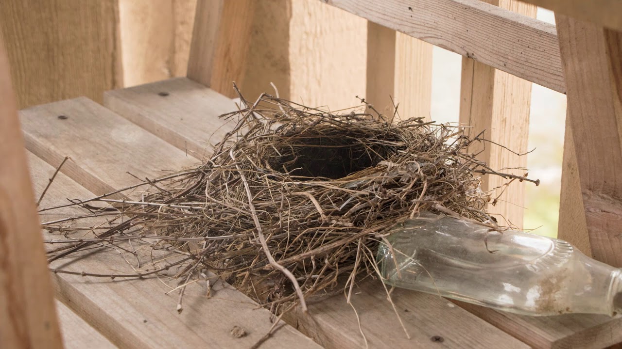American Robin building nest over 3 days--time-lapse video