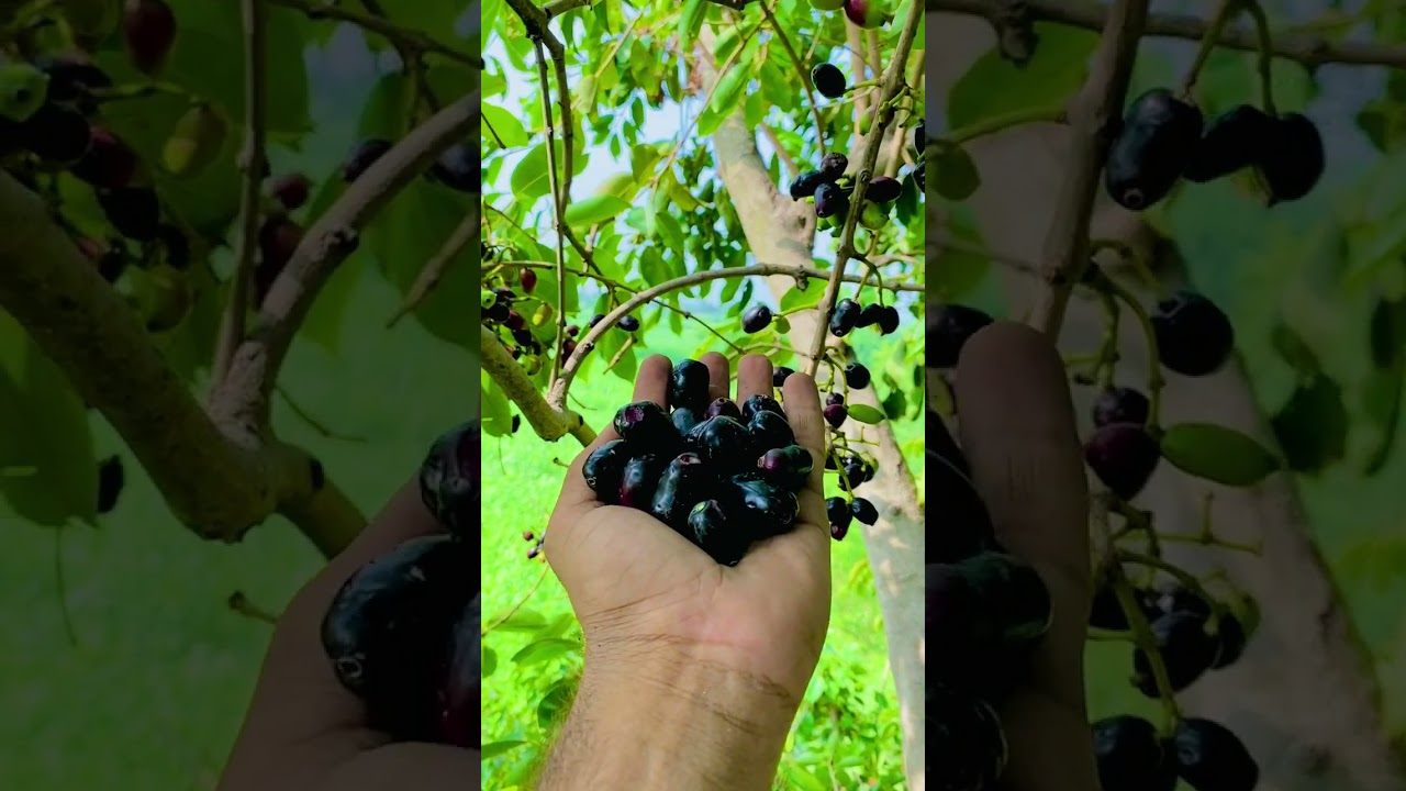 Java Plum (جامن) | Seasonal Fruit | #jaman #nature #fruit #sweet #trending #shorts