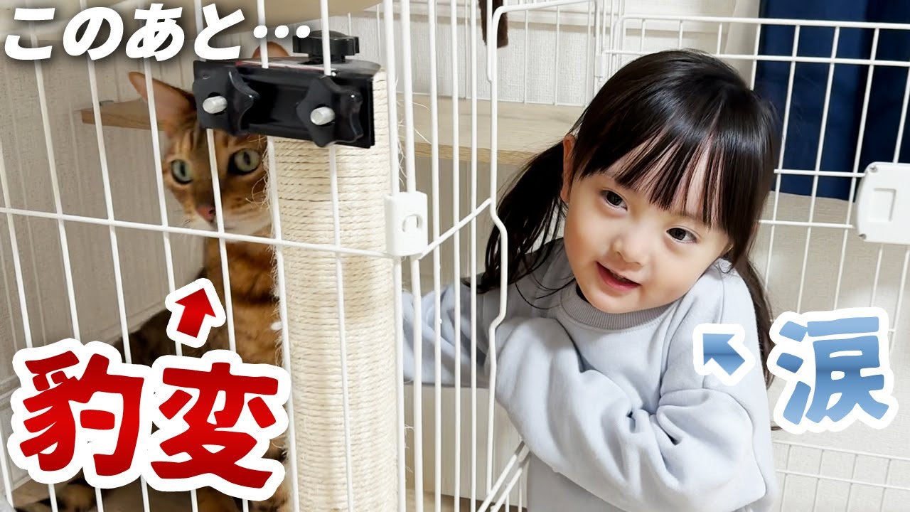 噛みつき暴君復活！？豹変する兄猫の姿を見ていられない妹ねこ娘