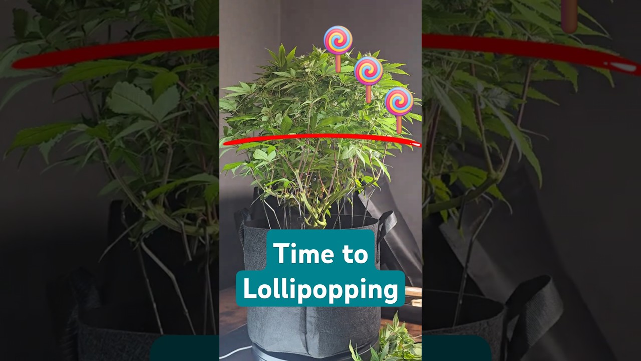 🍁 Wie geht Lollipopping ? Wann?  Einfache Anleitung ! Training von Cannabispflanze Anbautechnik