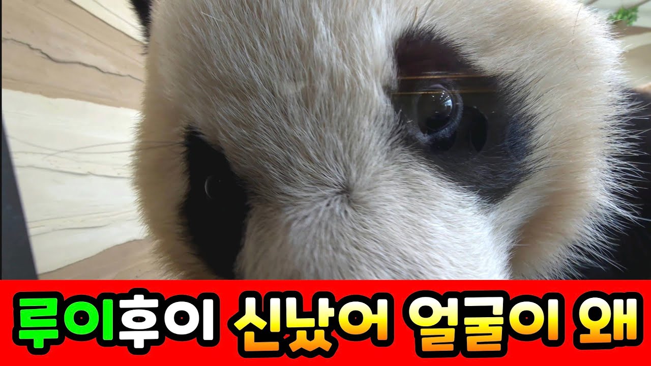 에버랜드 판다월드 2026년 3월 6일 루이 후이 신났어요 둘이 너무 신나게 잘 놀아요 루이바오 후이바오 아이바오 러바오 #루이후이독립연습 