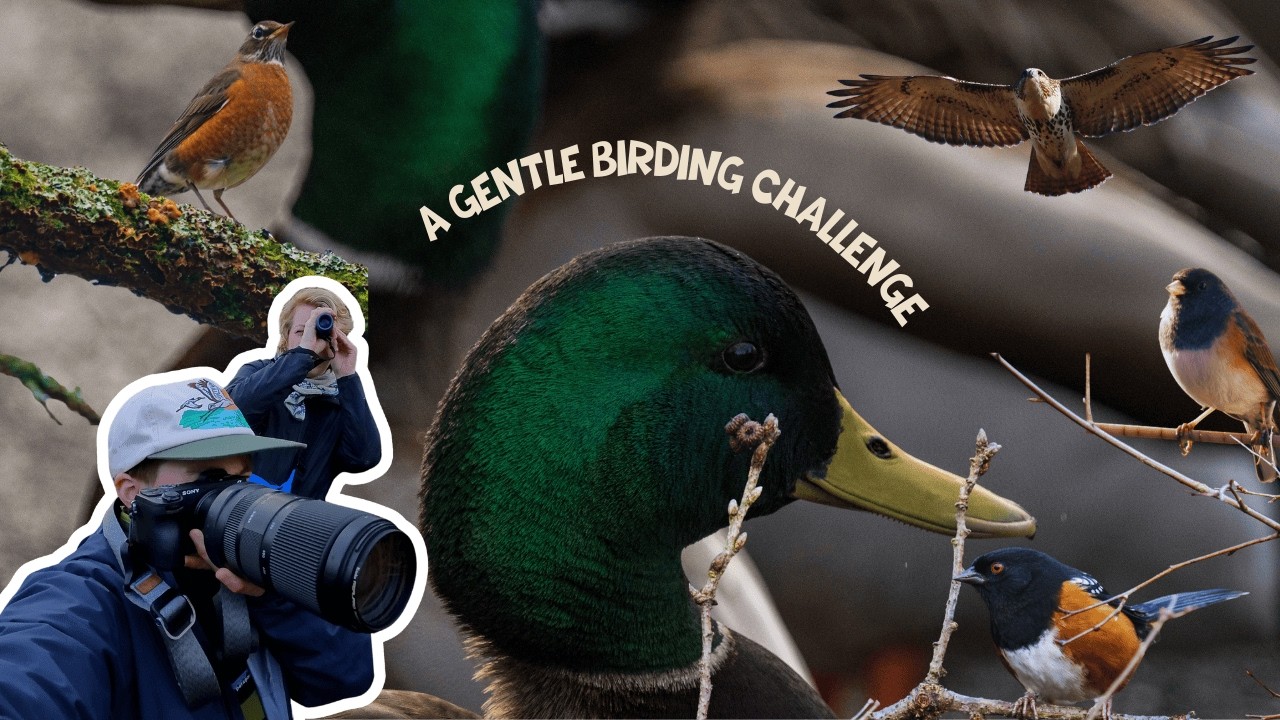 I Tried Photographing Birds for 1 Hour… Here’s What Happened