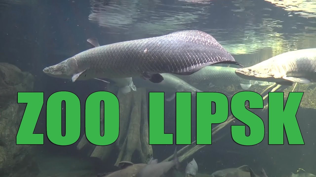 NIEMCY 🇩🇪 ZOO LIPSK | ZOO LEIPZIG
