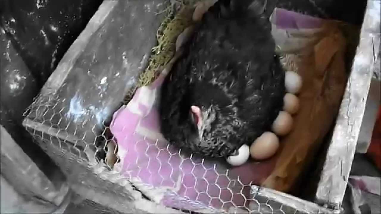 Kuluçkadaki Tavuğun ve Yumurtaların Bakımı -  1. Gurk