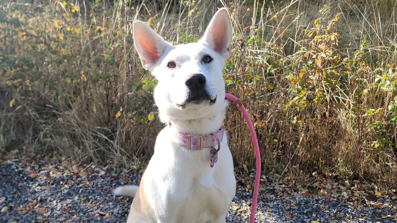 Zoe's Journey!