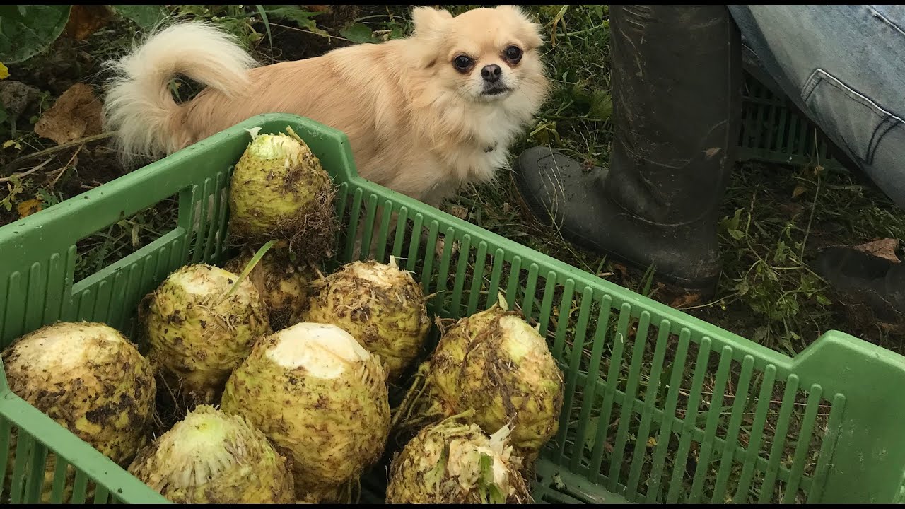 Uskladnění celeru a řepy I Storage vegetable for winter I Celeriac and beetroot I Farm I Kunekune