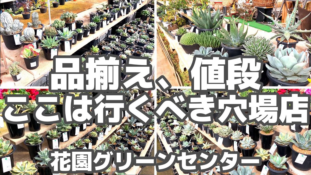 【アガベ、ハオ、多肉】超穴場なおすすめ園芸店を見つけてしまった【花園グリーンセンター】