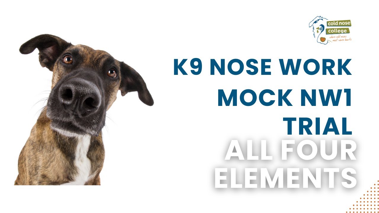 K9 Nose Work,  NW1 Trial Practice&mdash;all four elements