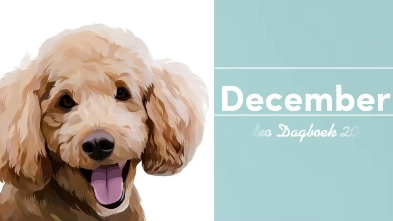 Video Diary Dec 2023 - Het leven met een Hulphond - Hulphond Tynke