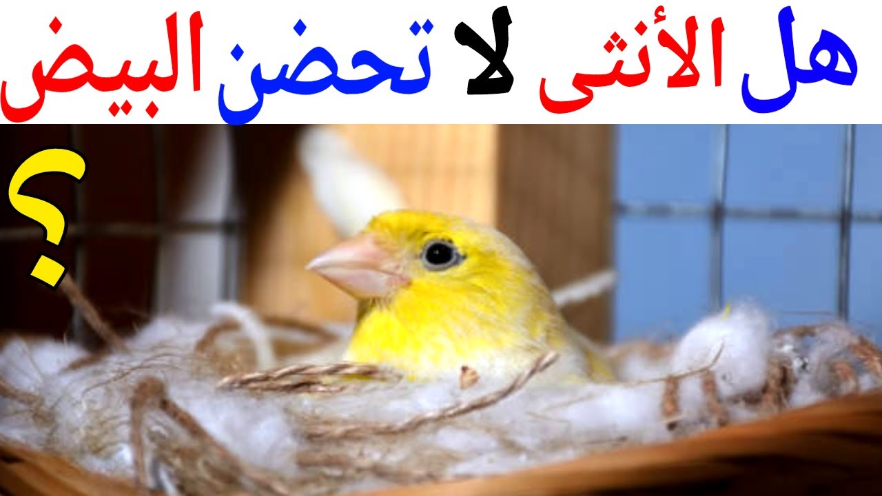 هل أنثى الكناري لا تحضن البيض ولا تجلس في العش ؟ canary birds