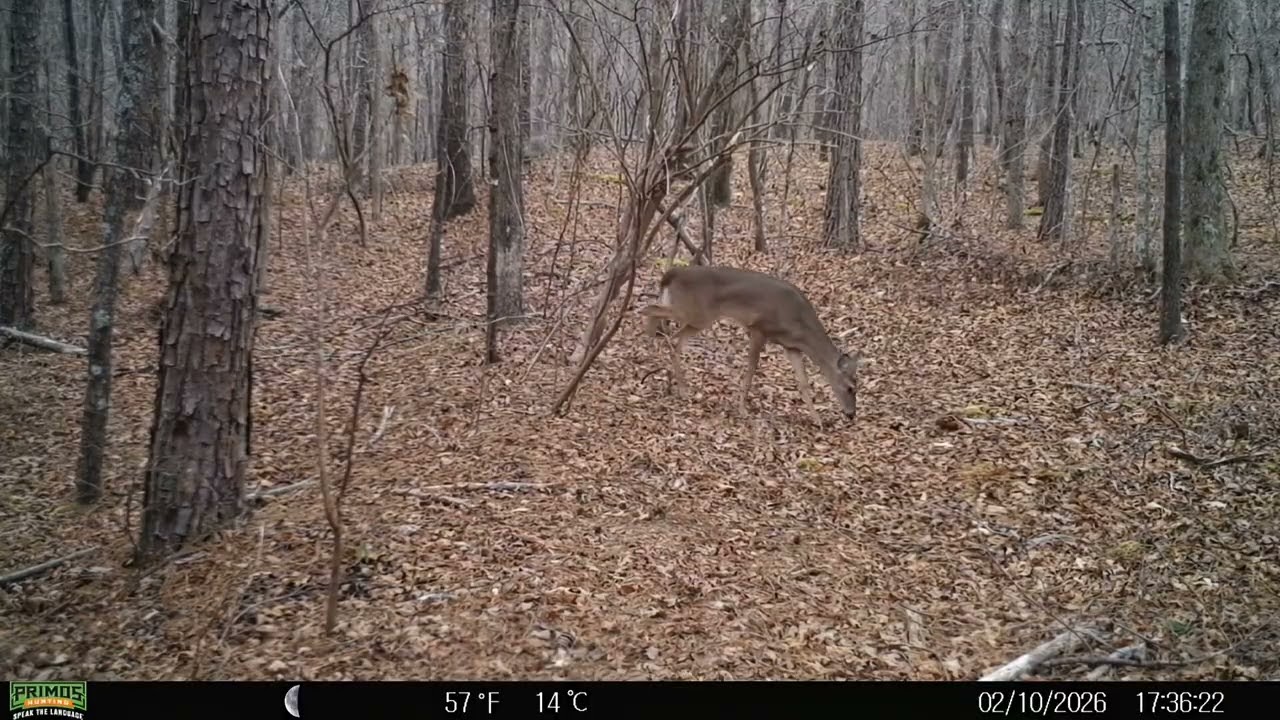 27 minutes of Wildlife trailcam footage from Georgia Public land.