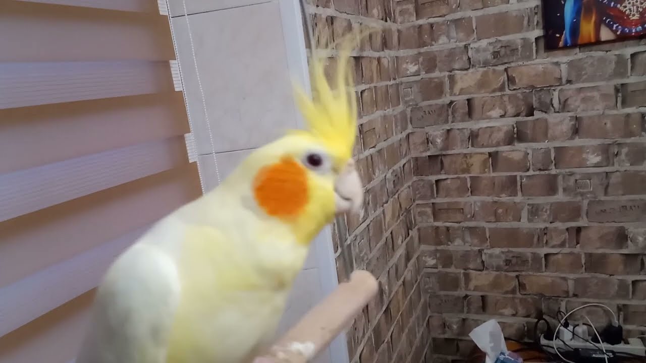 Playful Parrot Enjoys Riding a Swing 🦜💫