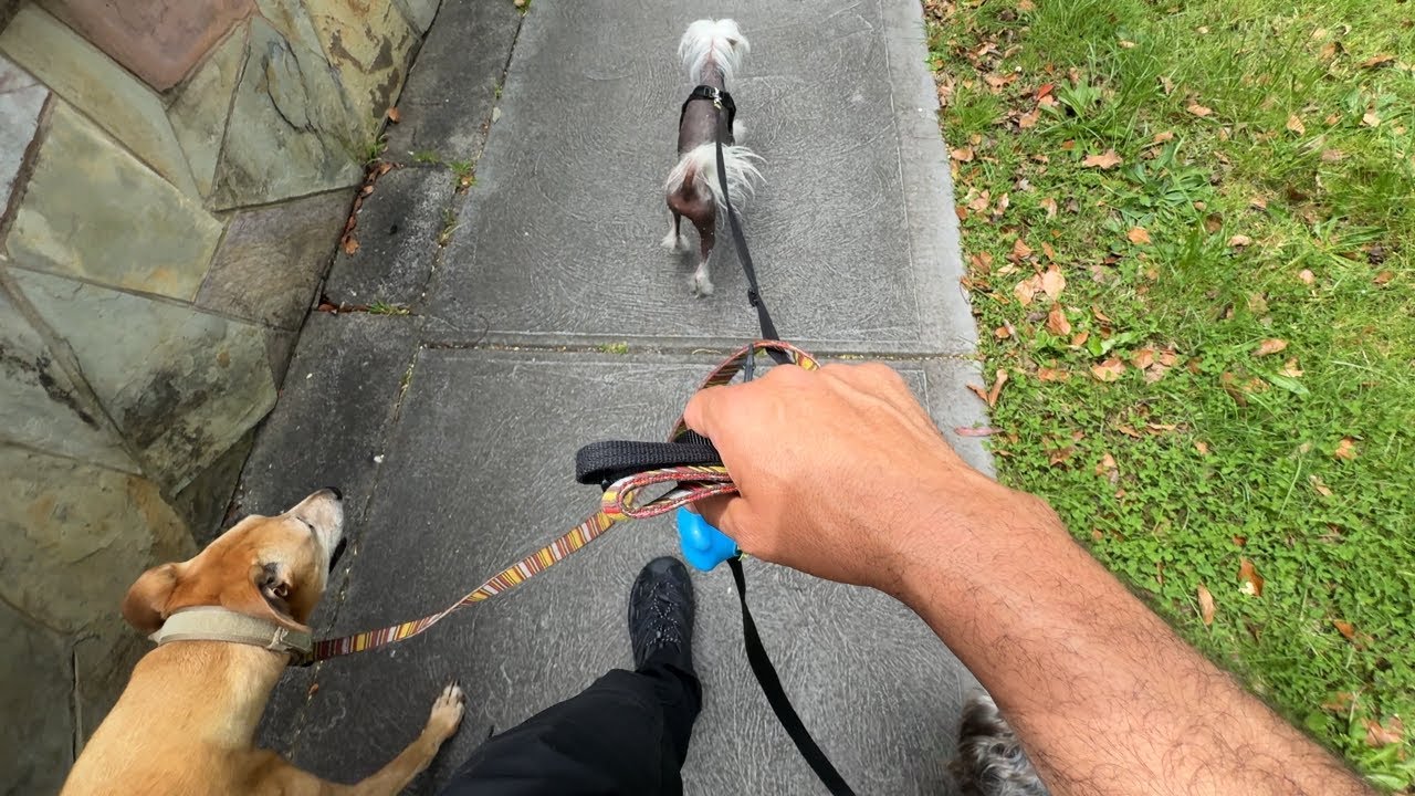 Another Day at Planet Dog — 41 🌏 🐶