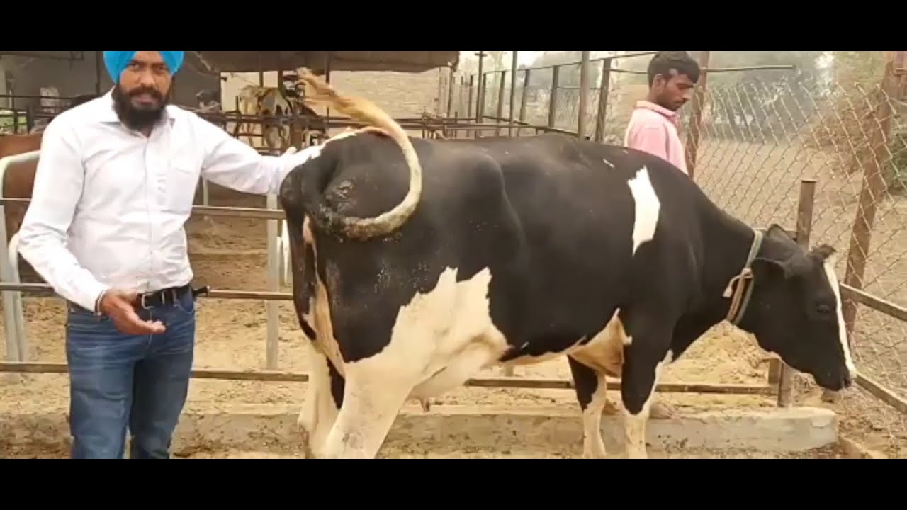 ABS Stryker Sexcel Customer Voice - Sandhu Dairy Farm