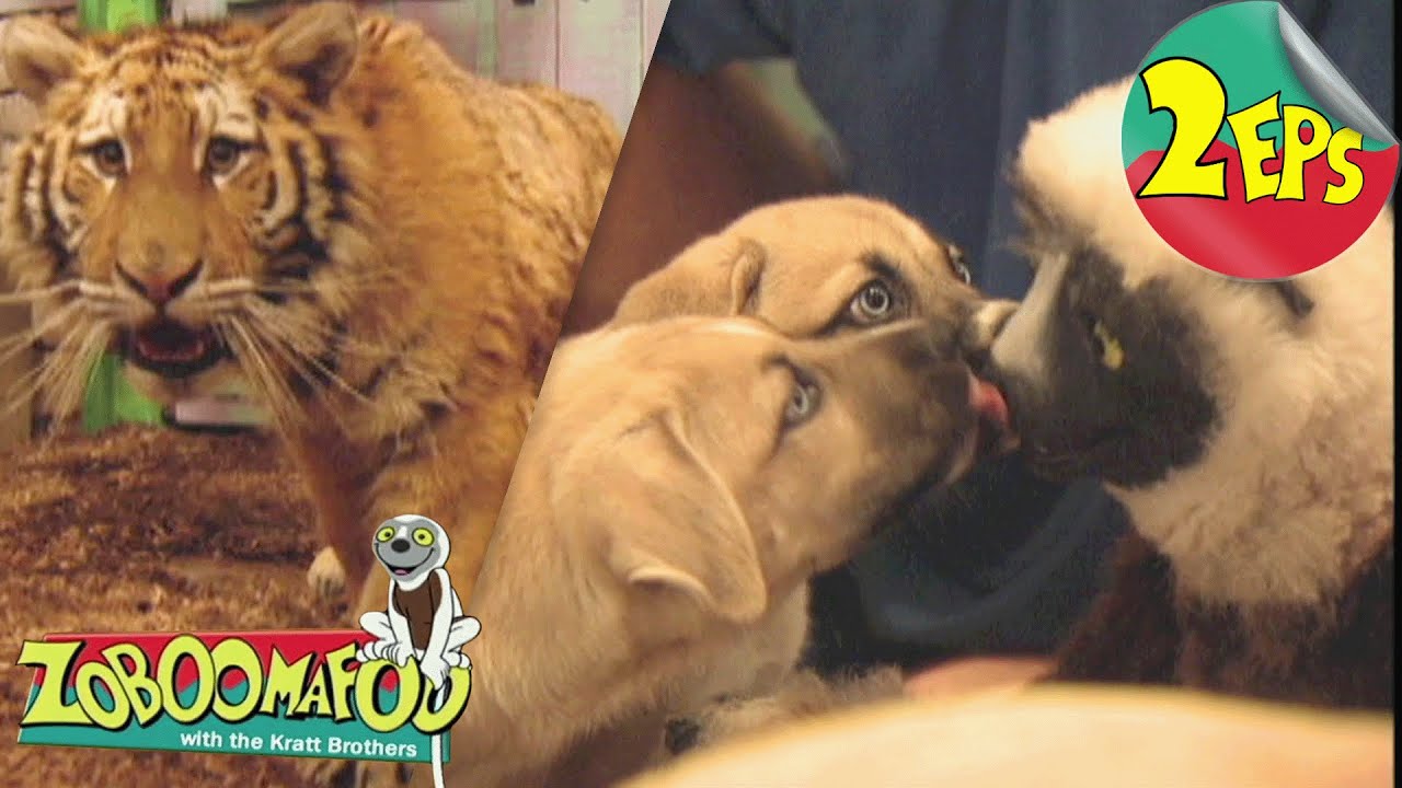Giants + Pets | Zoboomafoo - Double Feature | Full Episodes 21 + 22