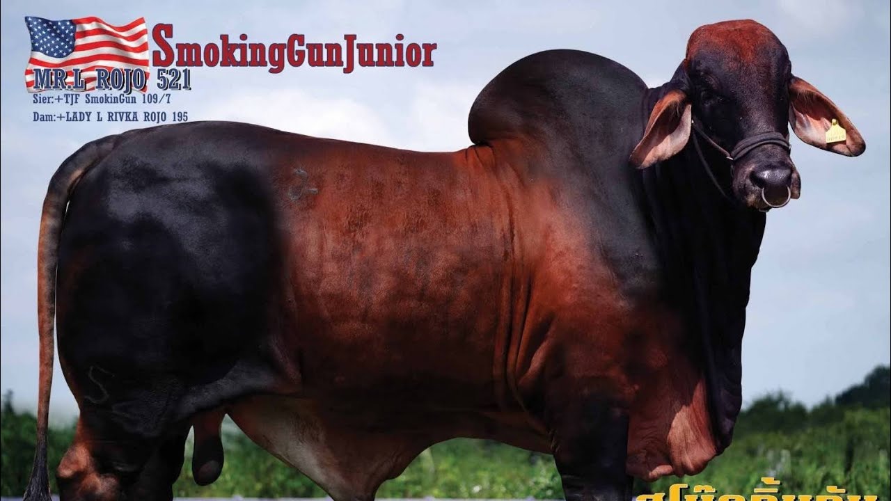 วัวพ่อพันธุ์หล่อๆ Smokinggun Junior อัดแน่นด้วยพันธุ์กรรม สีแดงจนแสบตา สมูท 