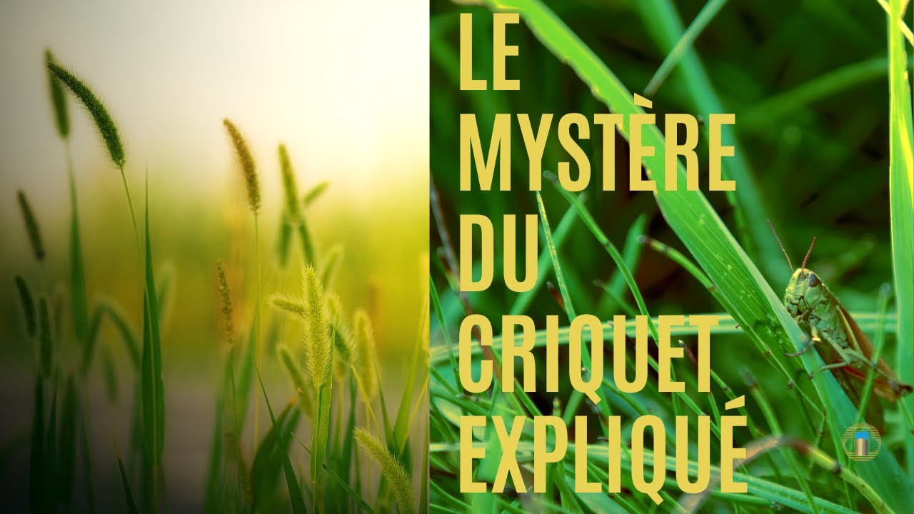 Découvrez la Signification Cachée du Criquet